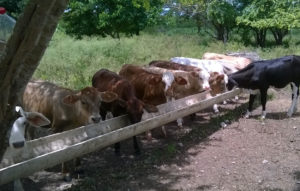 RANCHO SAN DIEGO Bienes Raíces Quintana Roo