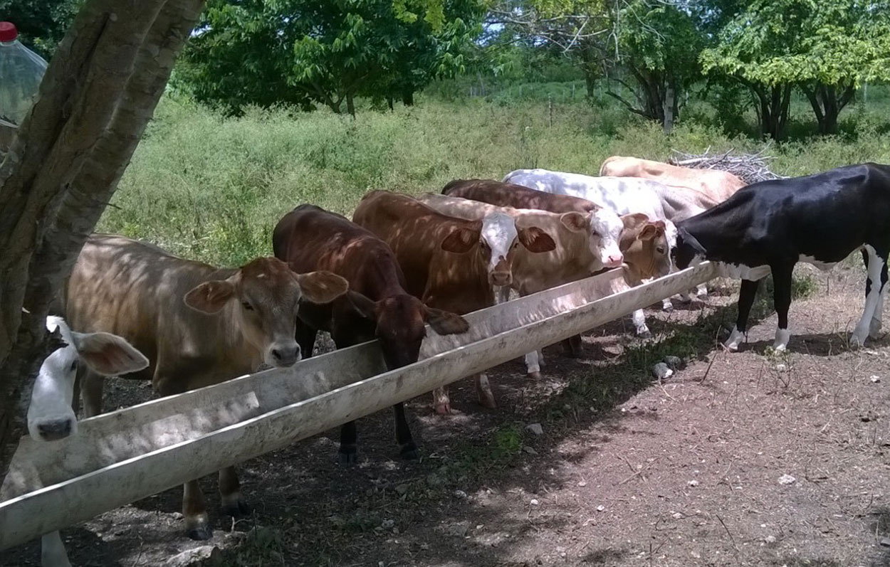 RANCHO SAN DIEGO Bienes Raíces Quintana Roo