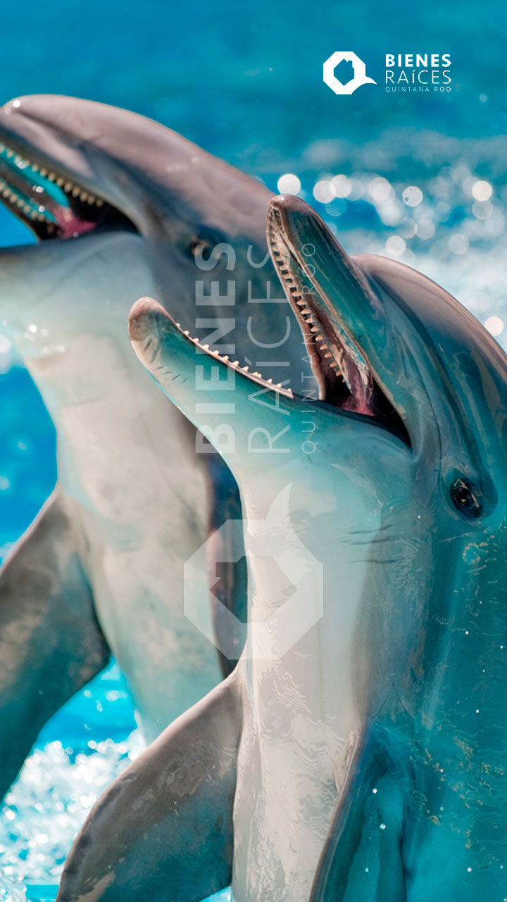 Discovery-Dolphin-Water-Music-Cancun-Agencia-Inmobiliaria-Bienes-Raices-Quintana-Roo-Real-Estate