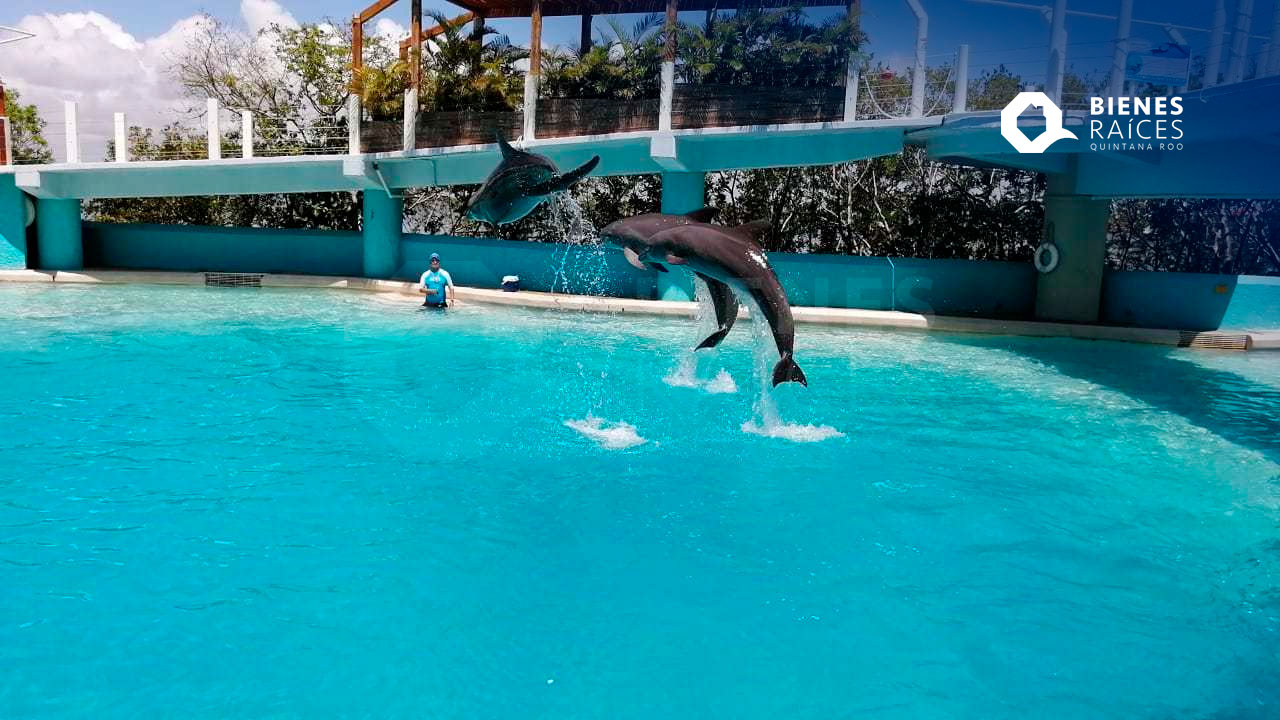 DELPHINUS-Puerto-Morelos-Nadar-con-delfines-Agencia-Inmobiliaria-Bienes-Raices-Quintana-Roo-Real-Estate1