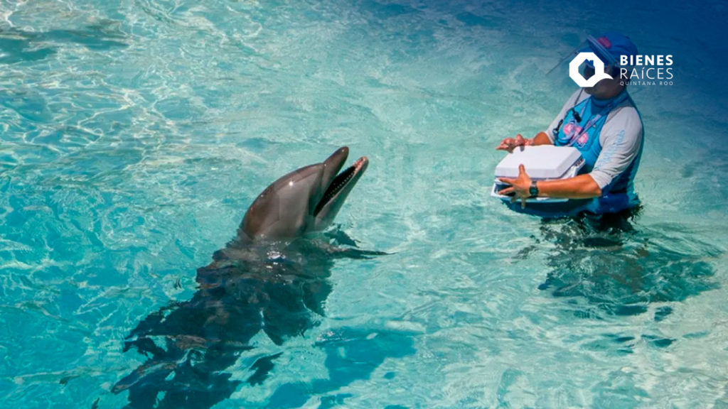 DELPHINUS-Puerto-Morelos-Nadar-con-delfines-Agencia-Inmobiliaria-Bienes-Raices-Quintana-Roo-Real-Estate5