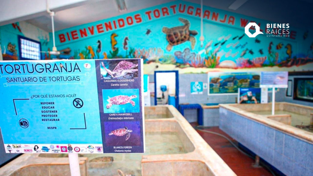 Tortugranja Isla Mujeres Agencia Inmobiliaria Bienes Raíces Quintana Roo Real Estate