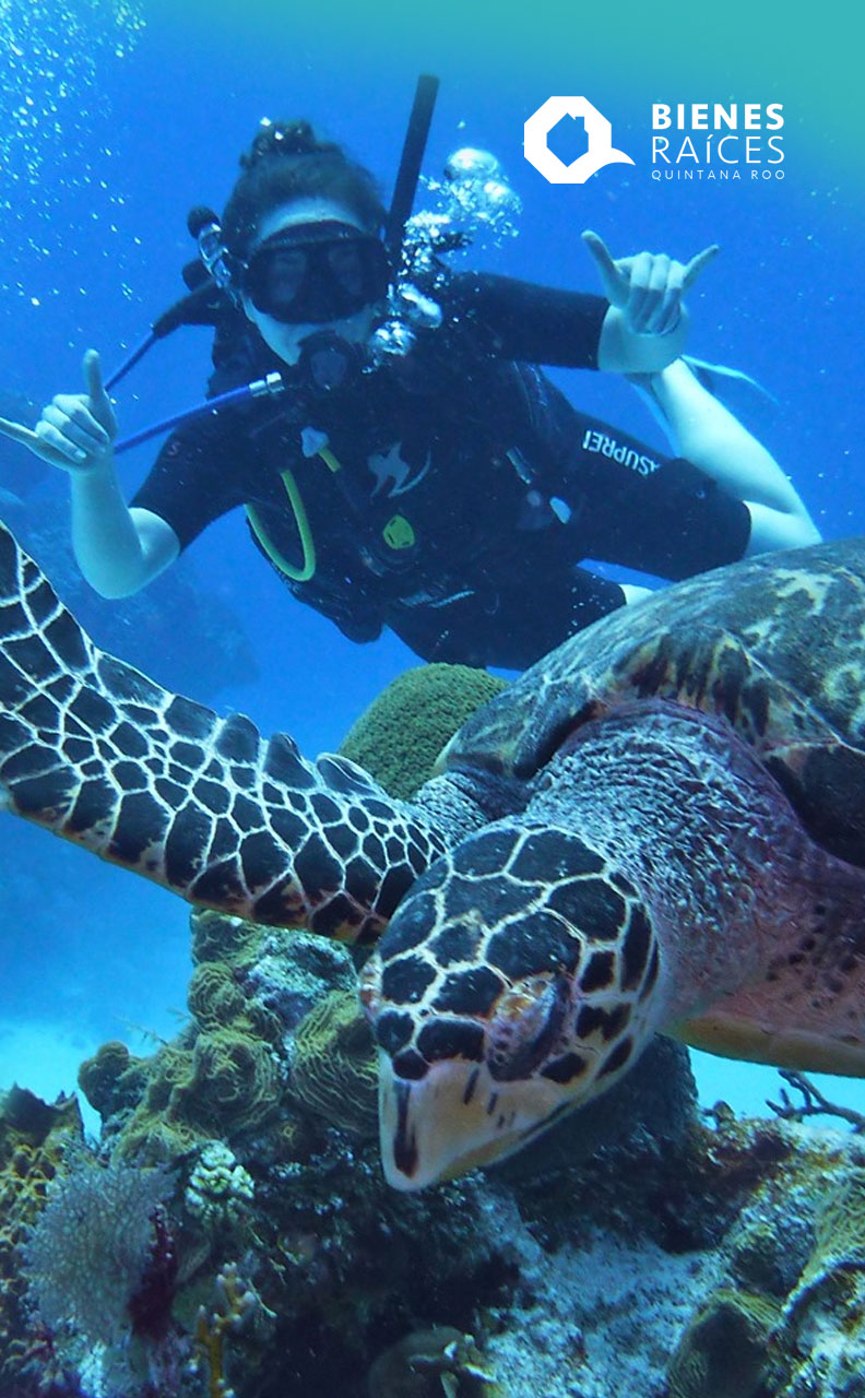 Cozumel mejor destino de buceo - QUÉ HACER EN COZUMEL - ¡Vamos!