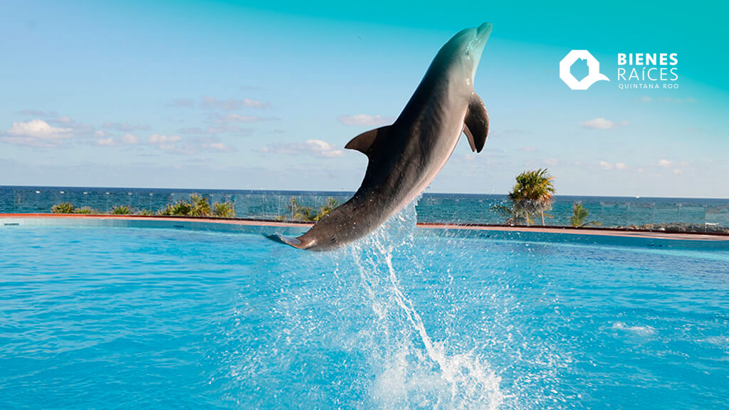 Descubre tu destino ideal en Quintana Roo, Dolphin Blog Dolphin Discovery