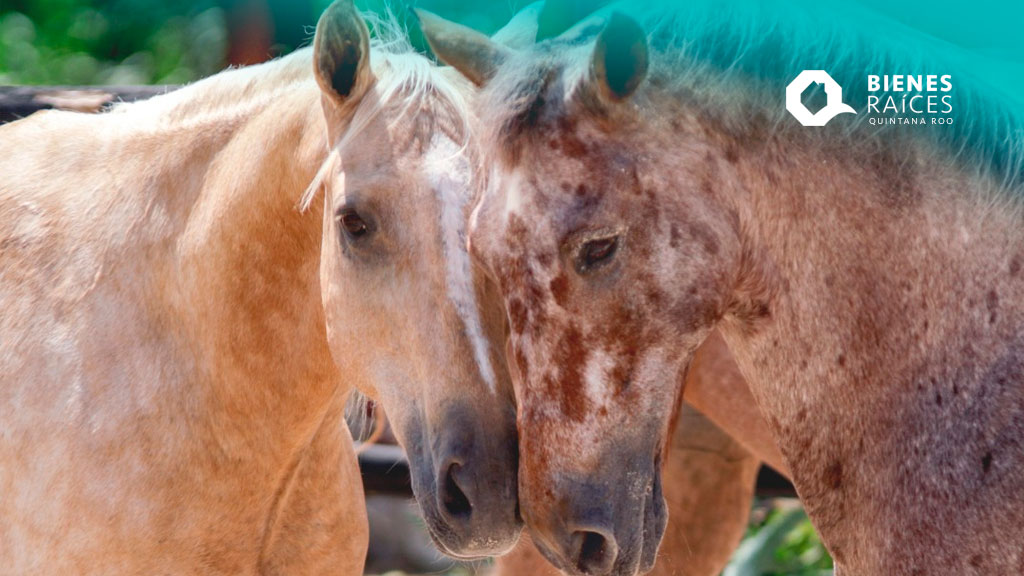 BONANZA-RANCHO-ECOTURÍSTICO-Playa-del-Carmen-Agencia-Inmobiliaria-Bienes-Raíces-Quintana-Roo-Real-Estate-V1