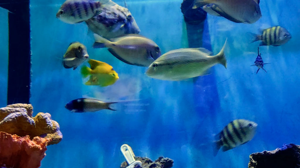 Interactive-Aquarium-Cancún-y-el-ajolote-Agencia-Inmobiliaria-Bienes-Raíces-Quintana-Roo-Real-Estate-Riviera-Maya-What-to-do-in-Cancun-V3