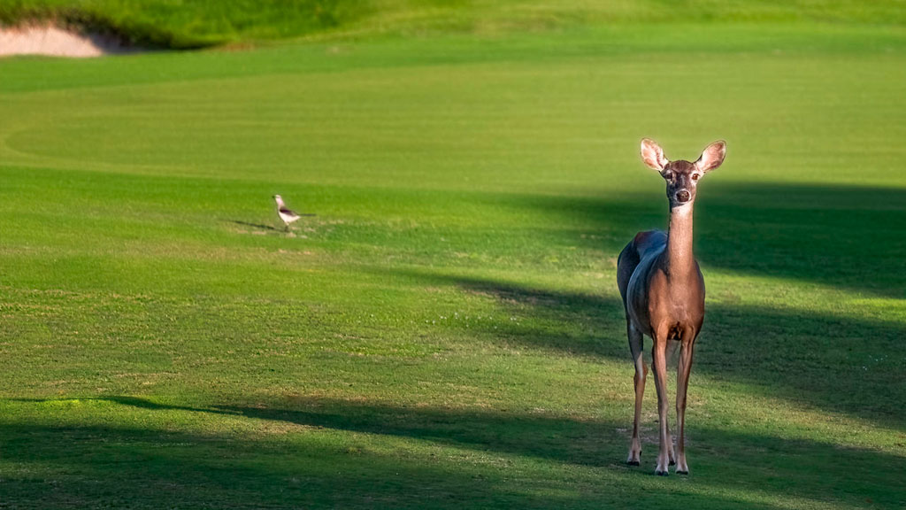 PGA-Tulum-Country-Club-Agencia-Inmobiliaria-Bienes-Raíces-Quintana-Roo-Real-Estate-Riviera-Maya-golf-V2