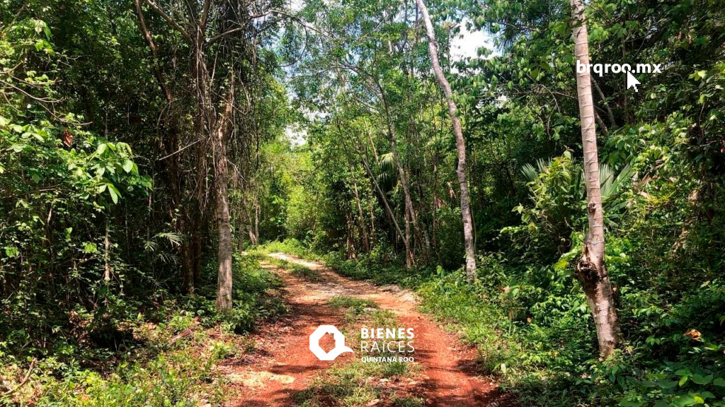 Terreno-en-venta-Ruta-de-los-Cenotes-Puerto-Morelos-Agencia-Inmobiliaria-Bienes-Raíces-Quintana-Roo-Real-Estate-Riviera-Maya-land-for-sale1