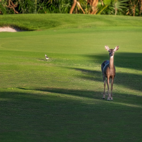 Tulum-Country-Club-Galery2-Agencia-Inmobiliaria-Bienes-Raíces-Quintana-Roo-Real-Estate